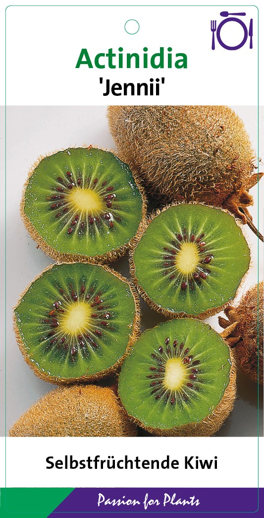 Actinidia arguta 'Jennii' 80CMC2, D 17 cm