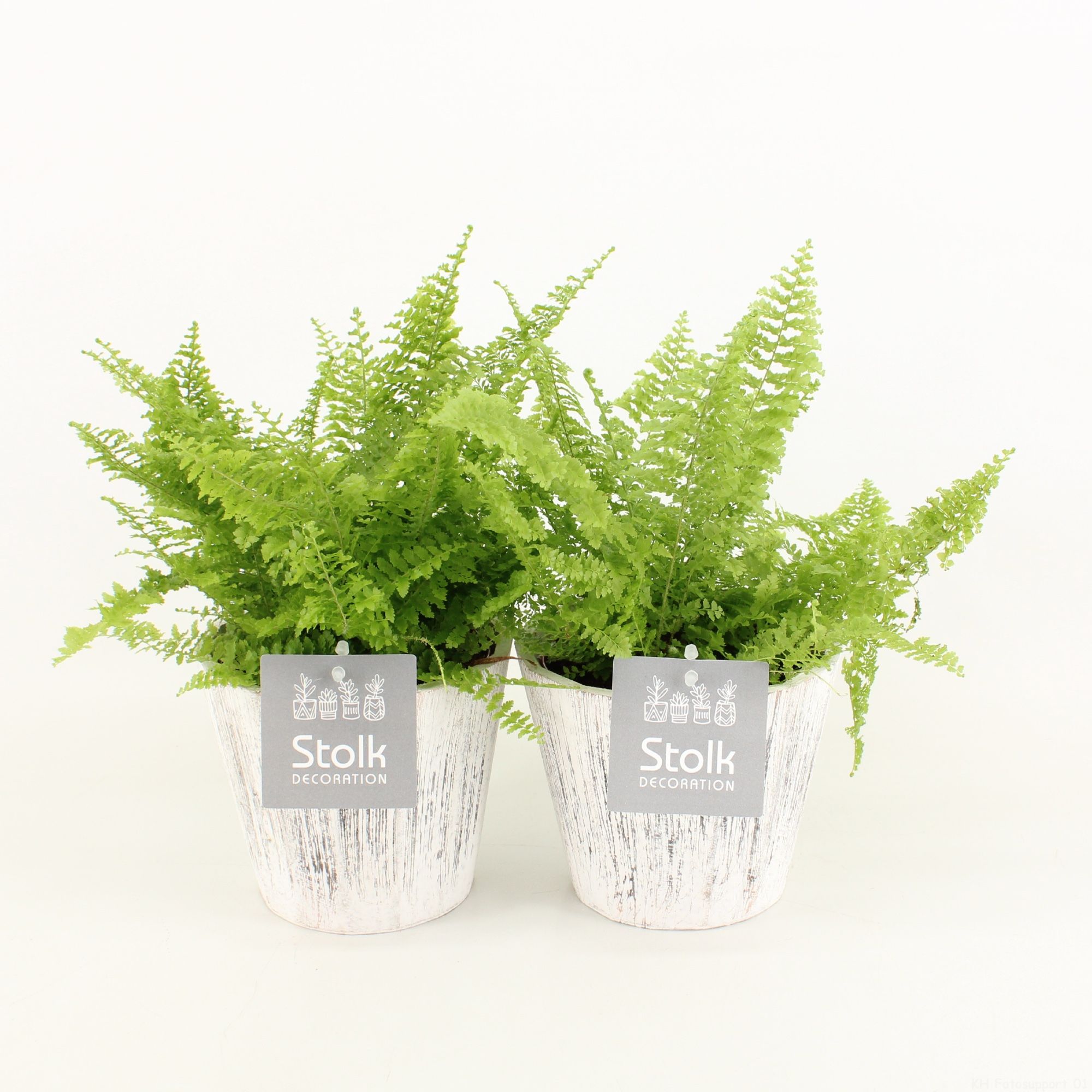 Varens in Wood Wit, D 13 cm