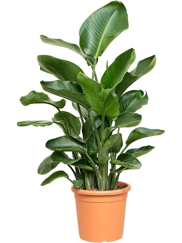 Strelitzia nicolai, D 26