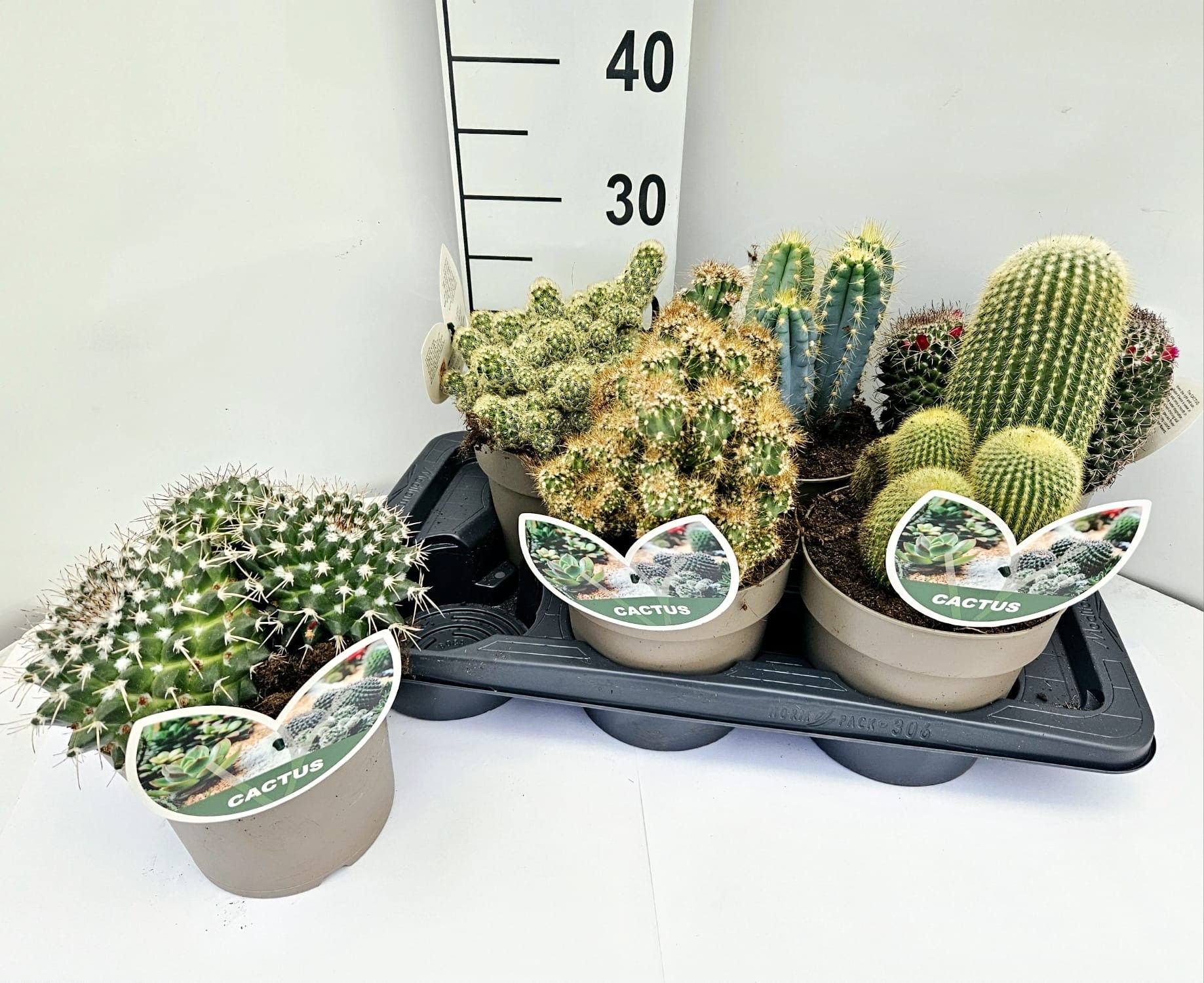 CACTUS, D 17