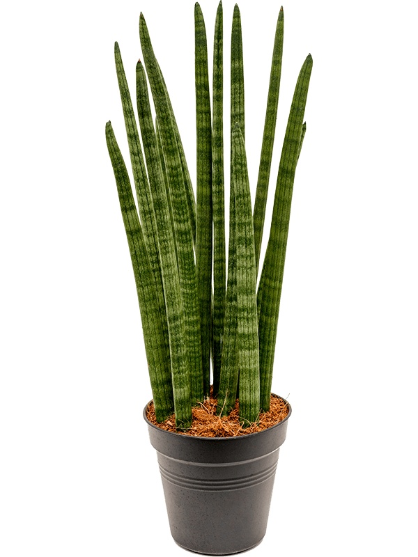 Sansevieria cylindrica 'Tower', D 17