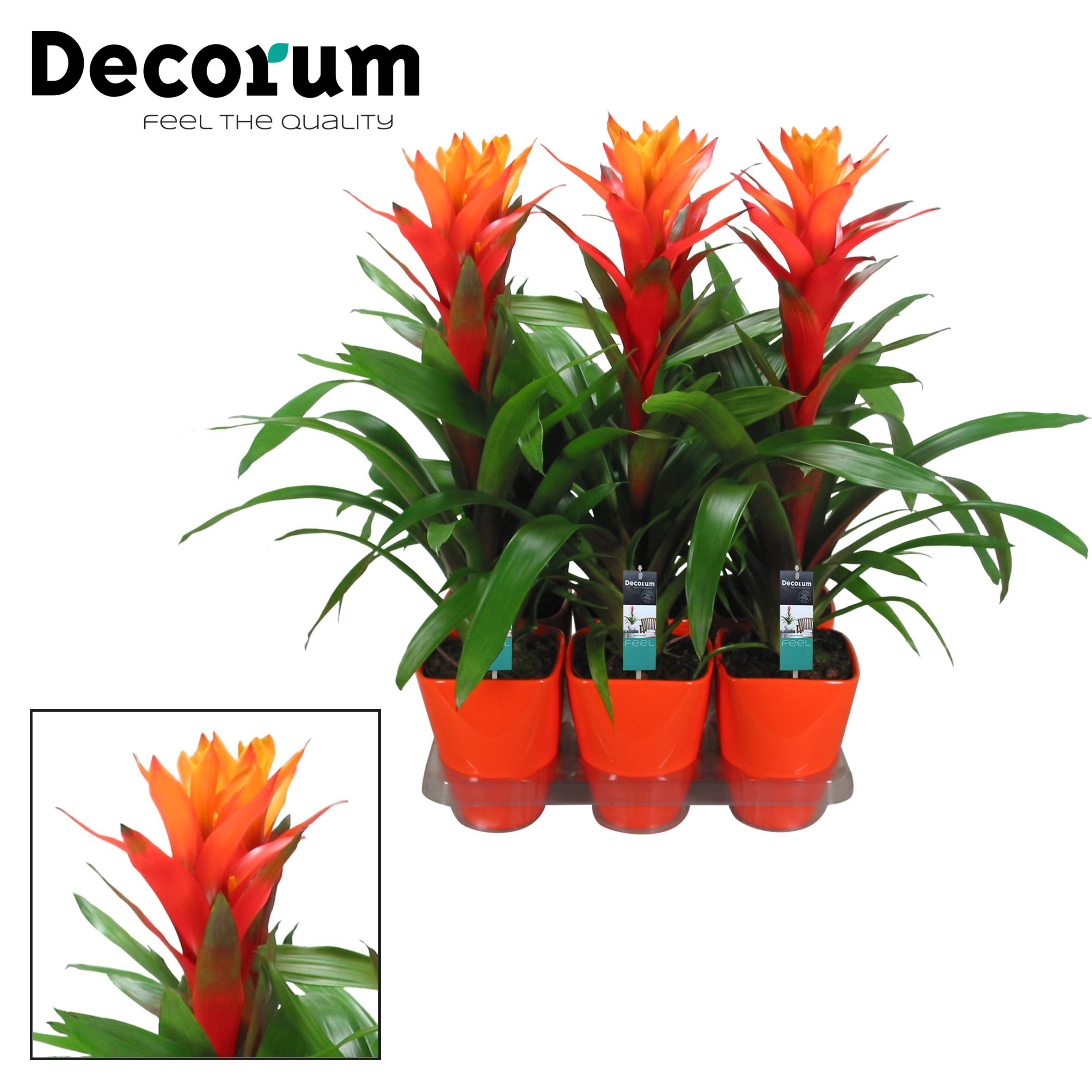 Guzmania Variada Luxe Keramiek (Decorum), D 14