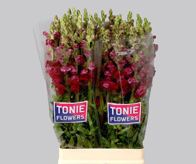 Антирринум Мэрилэнд Рэд (красн.), шт.