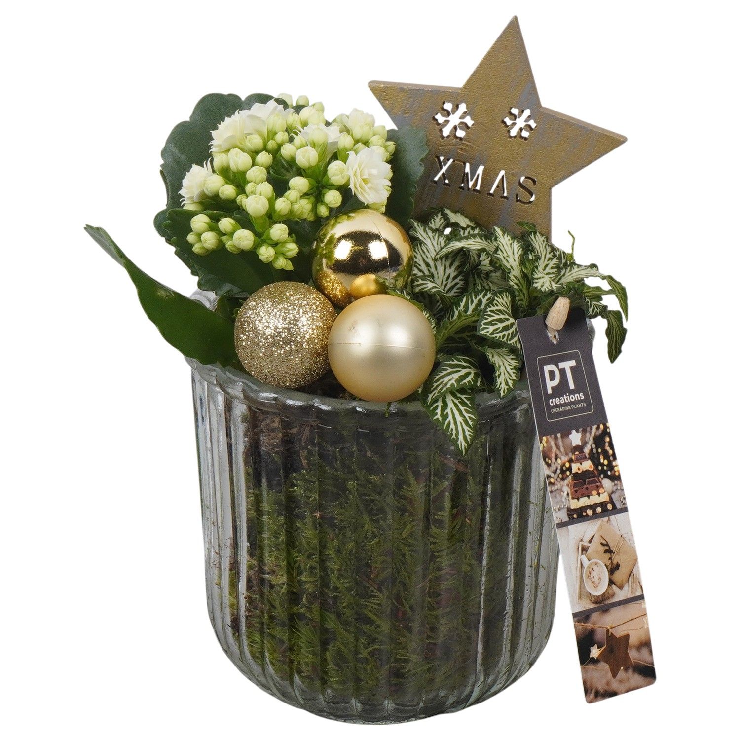 PTCHG5705 Arrangement Christmas Gold in glazen pot, D 12 cm