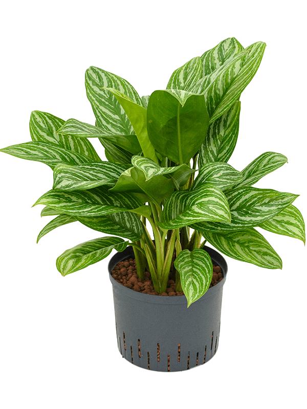 Aglaonema 'Stripes', D 25 cm