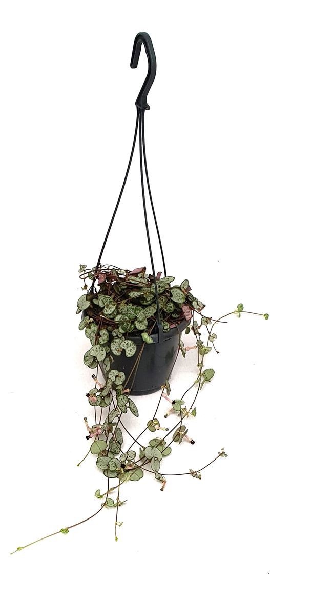 Ceropegia 'Silver Glory', D 14