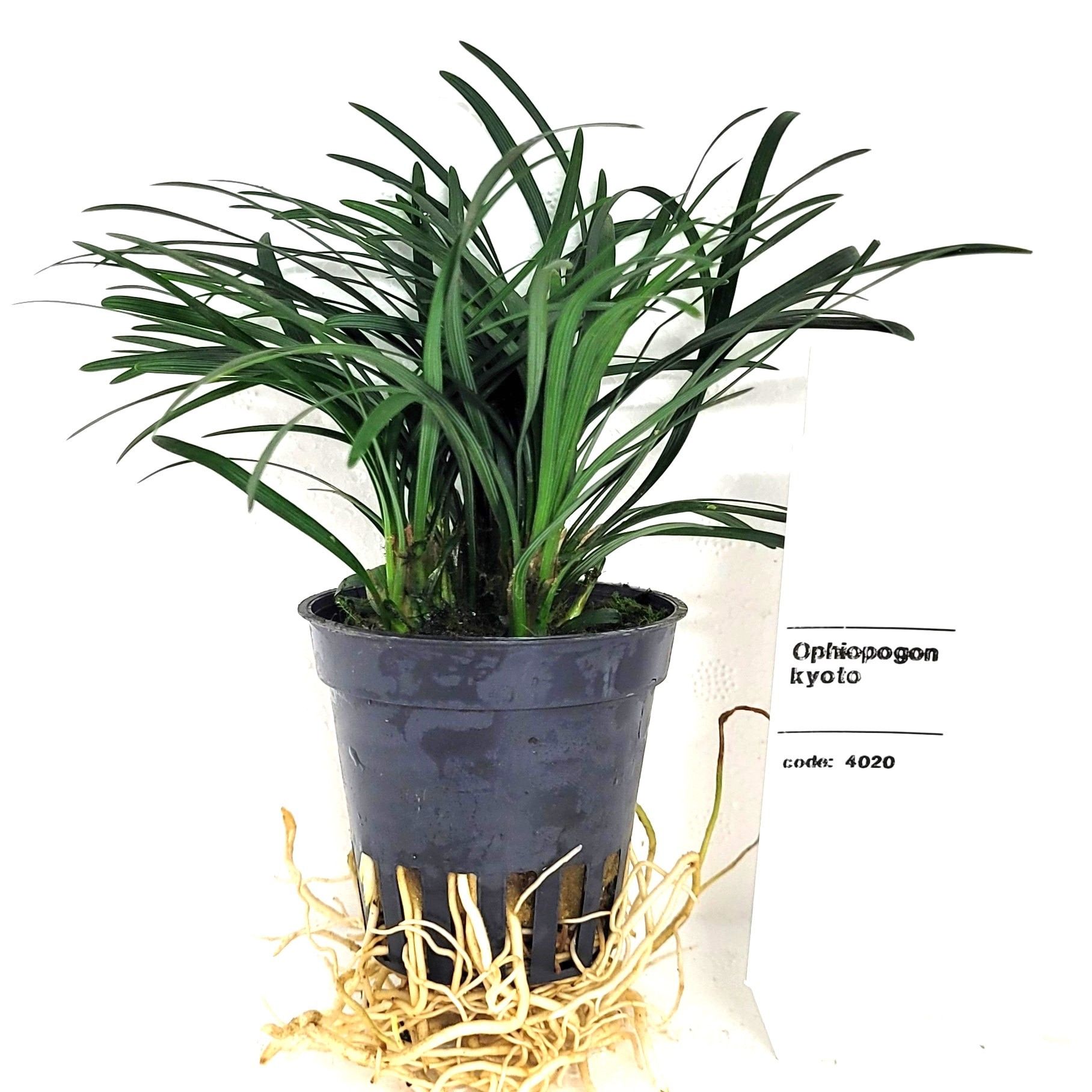 ophiopogon japonica pussilus, D 5