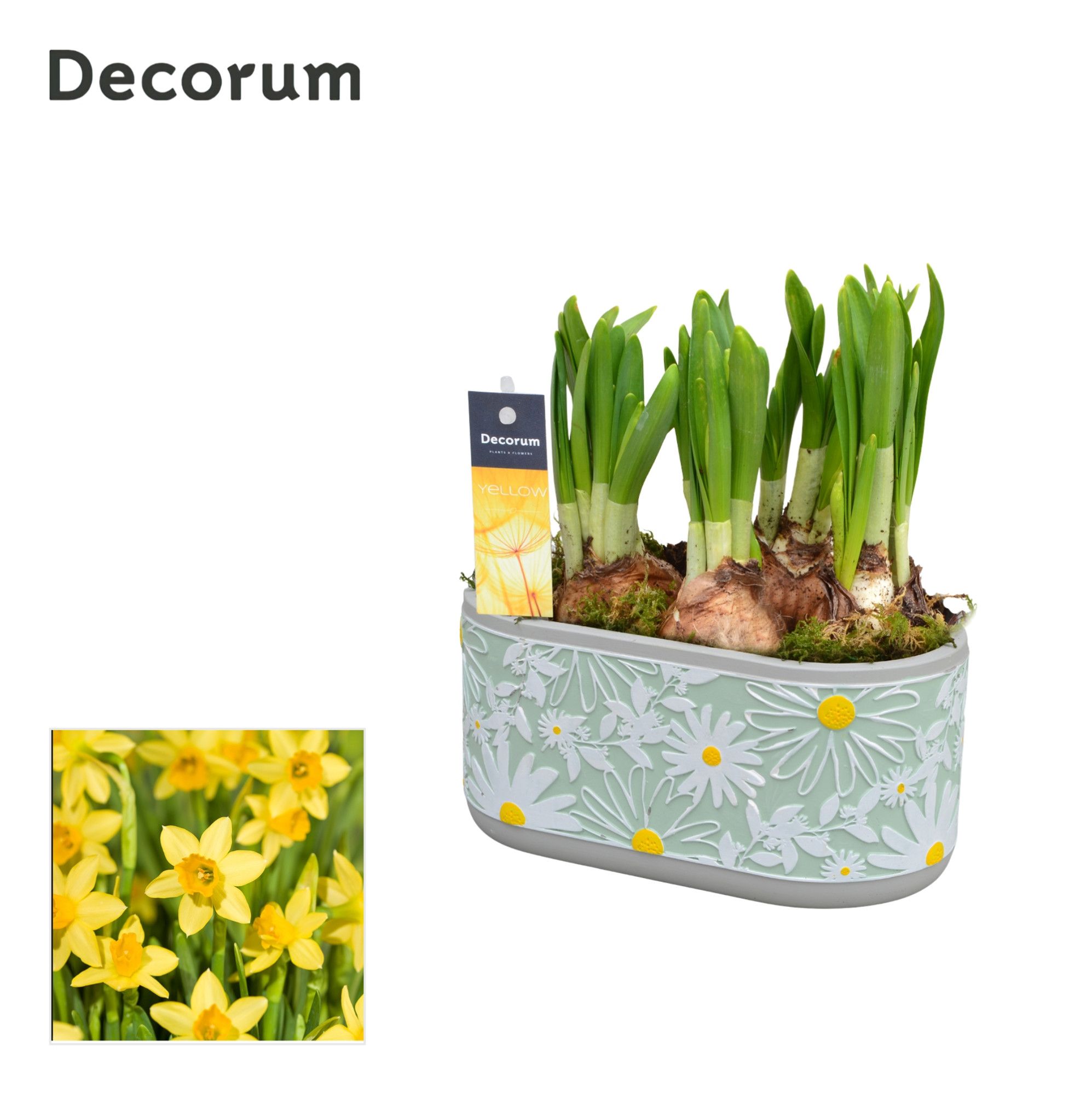 Narcis Margriet HL14893N, D 17