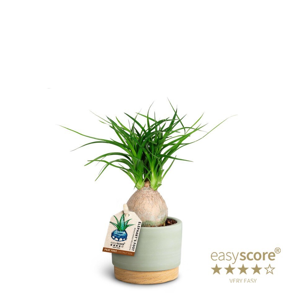 Woodbase Green, Beaucarnea, D 7 cm