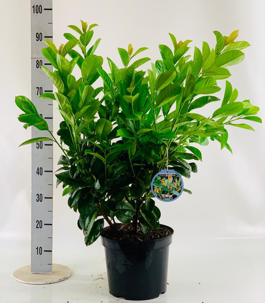Prunus laur. 'Etna'® 60-80cm, D 26 cm