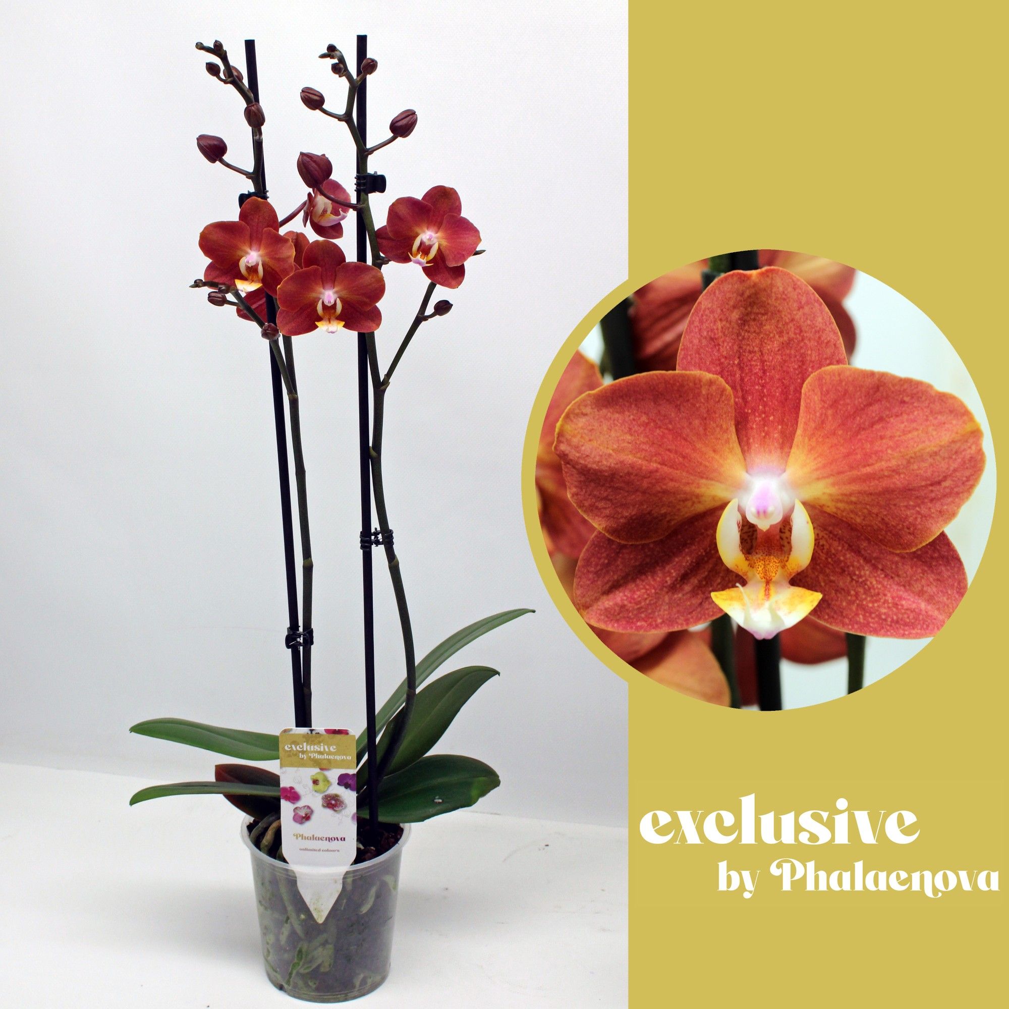 Horizon 2-tak 55cm (GROEN), D 12