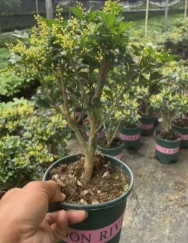 Аглая душистая 14 38 (предзаказ)