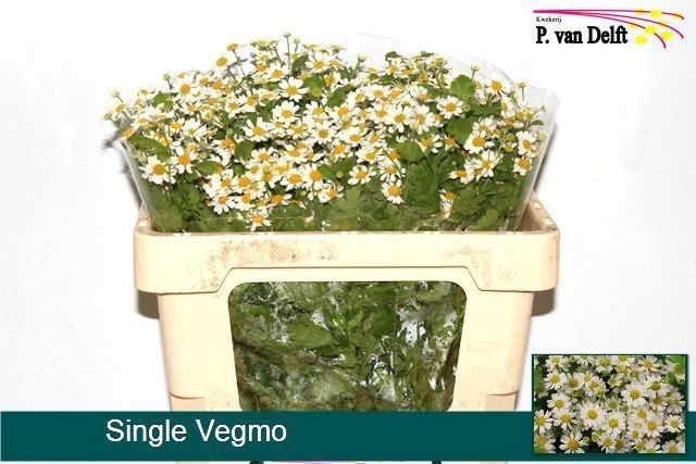 Танацетум Сингл Вегмо 50 (бел.), шт.