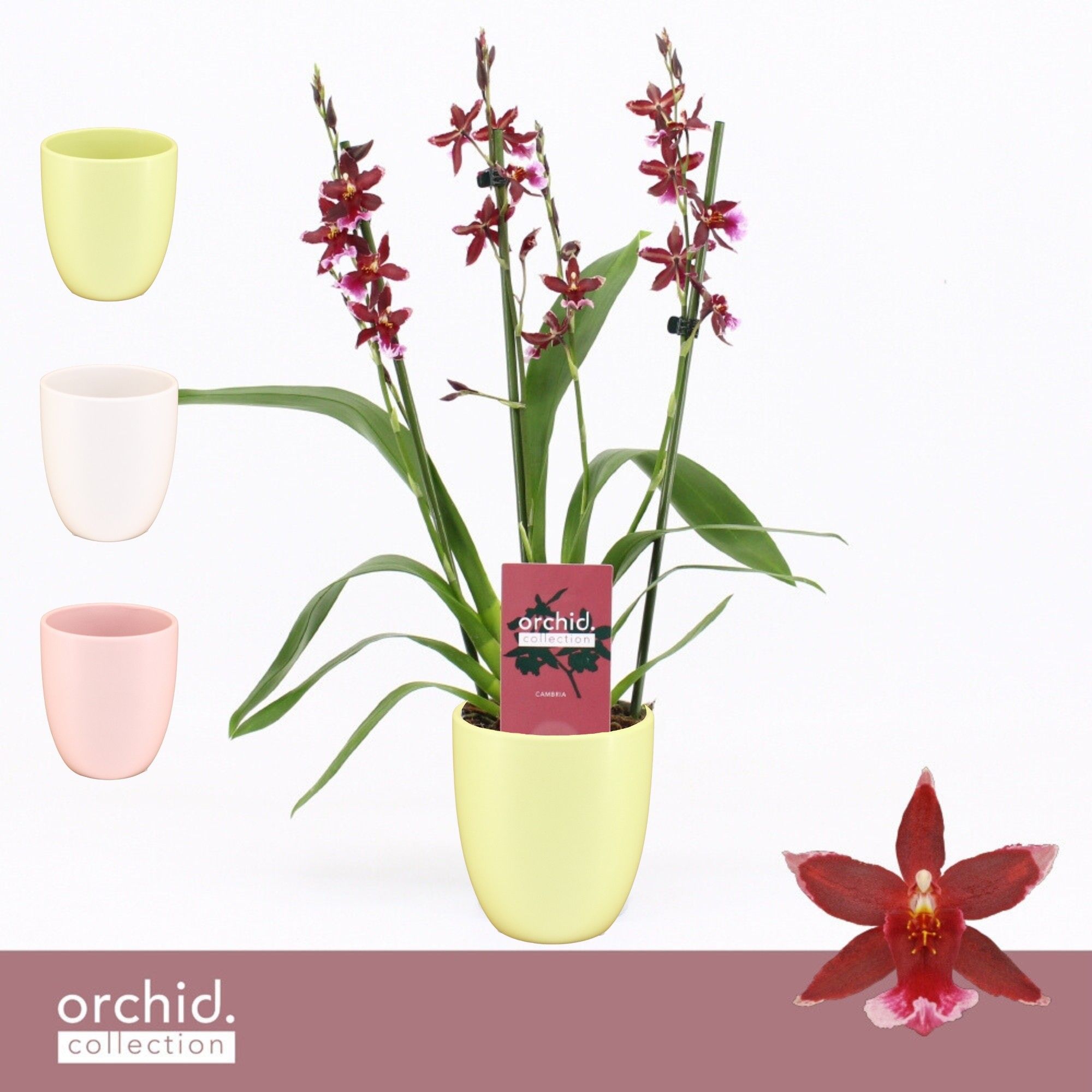 Barrocco Red, 3/4-spike Compact in Lotte 'Orchid Collection', D 12