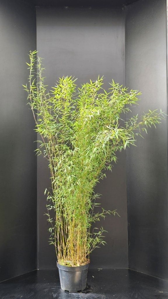 Fargesia Jiuzhaigou, D 29