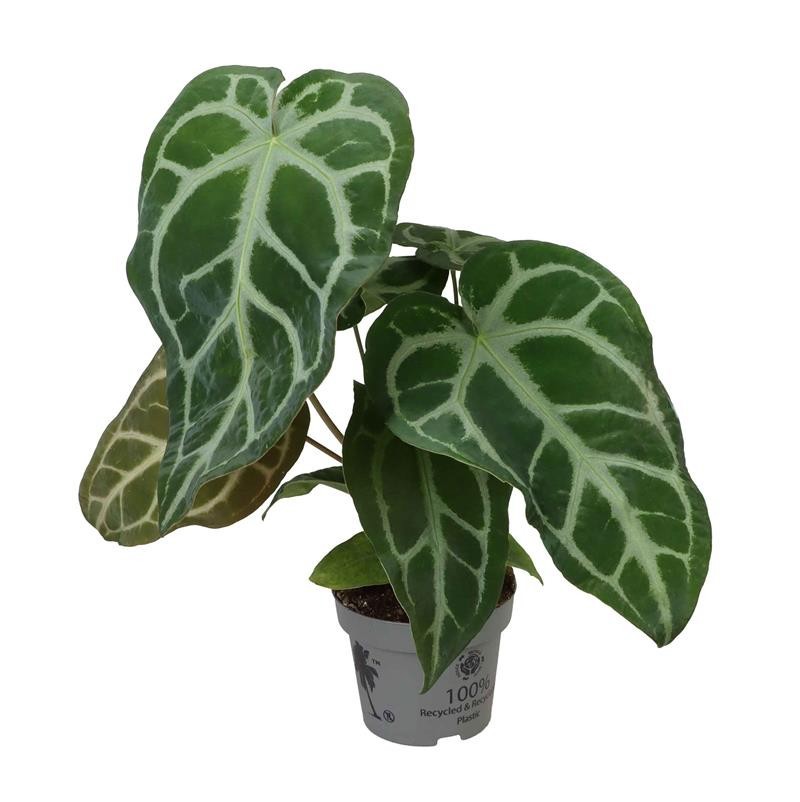 ANTHURIUM ANDRAEANUM-HYBRID MAGNIFICUM, D 12 cm ANTHURIUM ANDRAEANUM-HYBRID MAGNIFICUM, D 12 cm