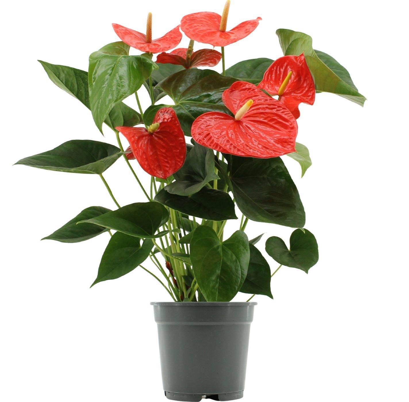 Anthurium 17 cm Delicia in transparant sleeve, D 17