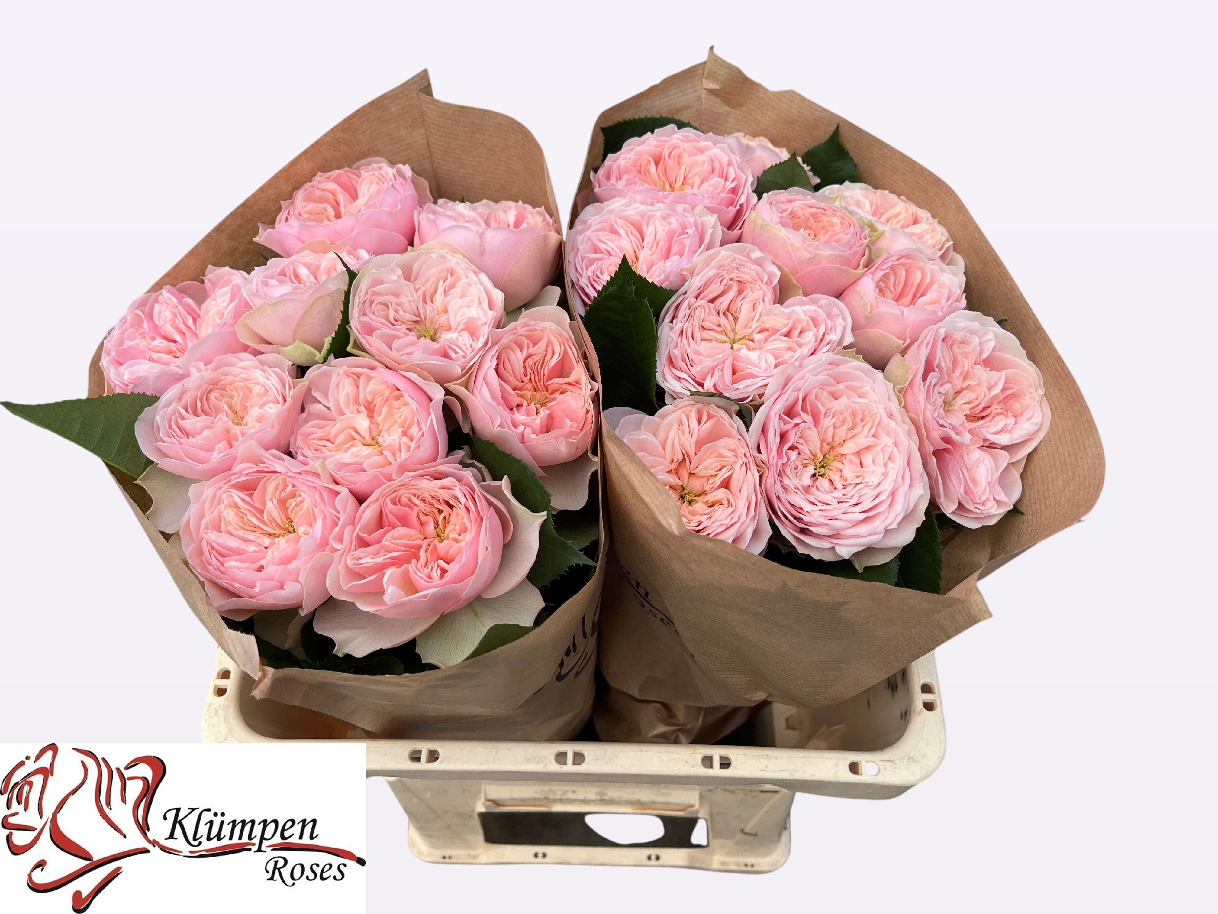 Роза од. Тендер Лав 50, шт. Роза од. Тендер Лав 50, шт.