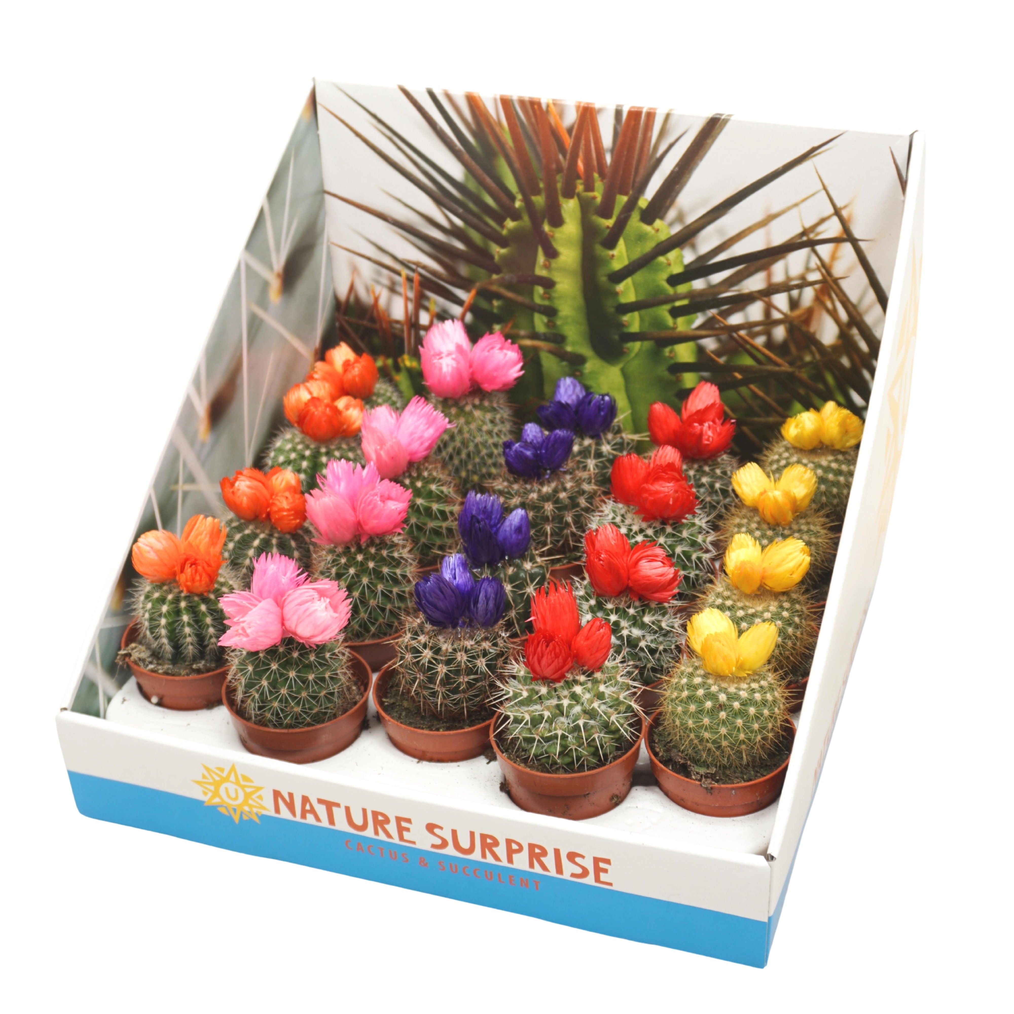 Cactus 5,5 cm met 3 plakbloemen in presentatiedoos, D 5,5