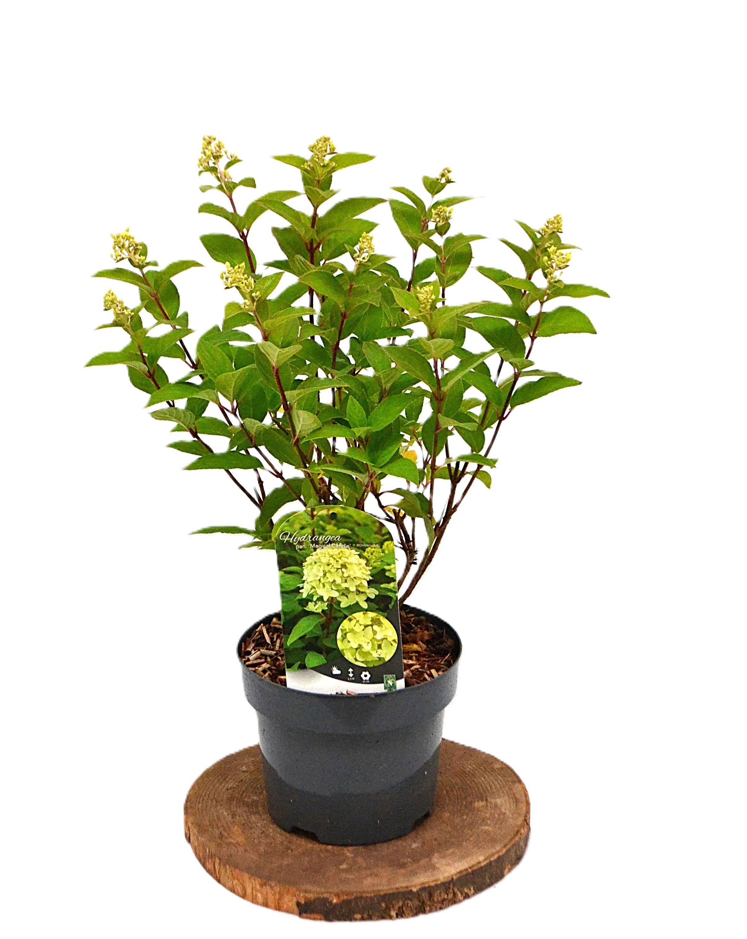 Hydrangea paniculata Magical Candle C3, D 19
