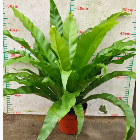 Блечум ориентале Лифй бирд'с Нест 16 50