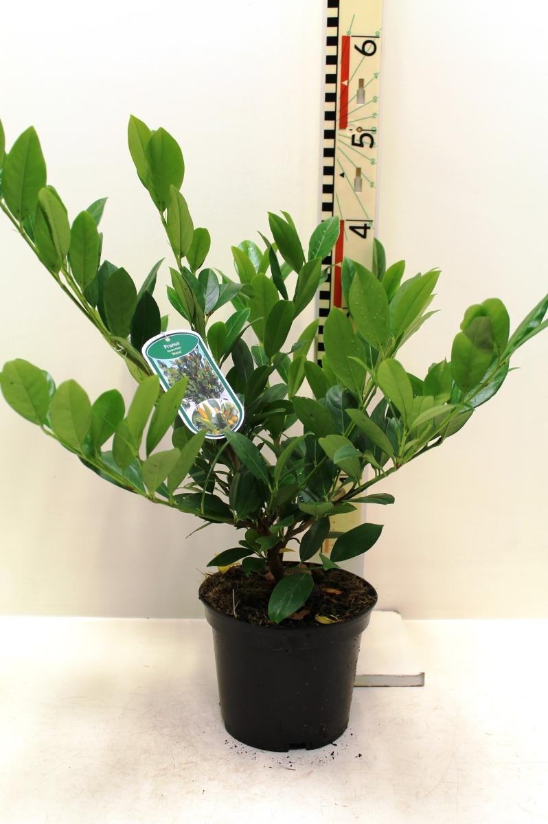 Prunus l. 'Mano', D 19 cm