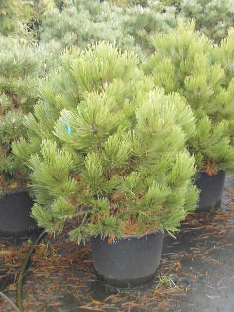 Pinus leuc. Comp. gem, D 35