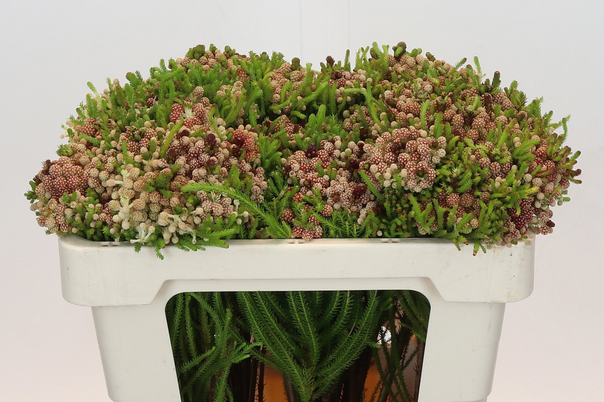 Берзелия Алопекуроидес 50, шт.