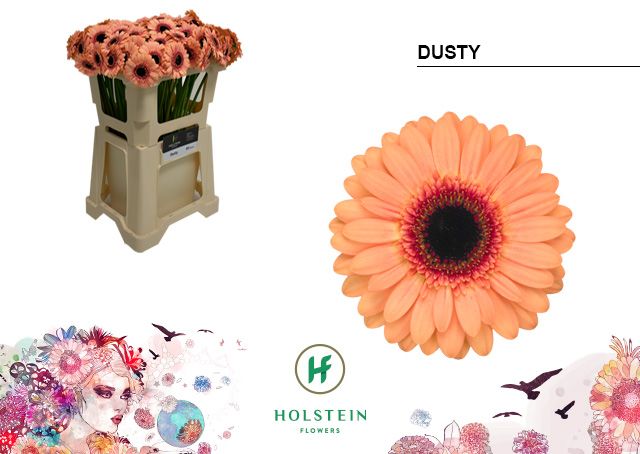 Гермини Дасти, шт.