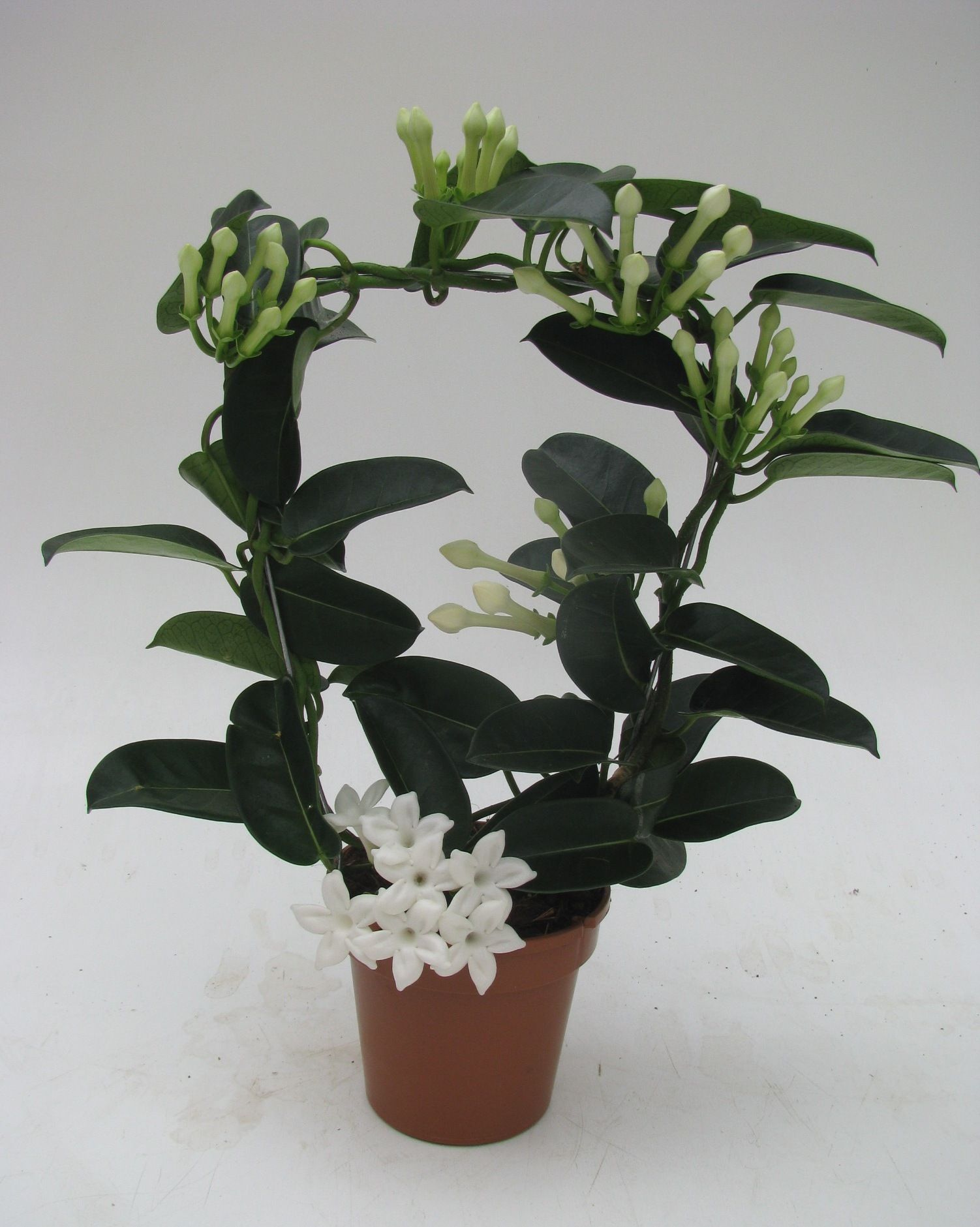 Stephanotis Fleur Parfum 4-6 Geurend, D 12 cm