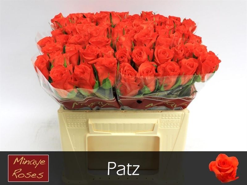 Роза од. Патц 35, шт.