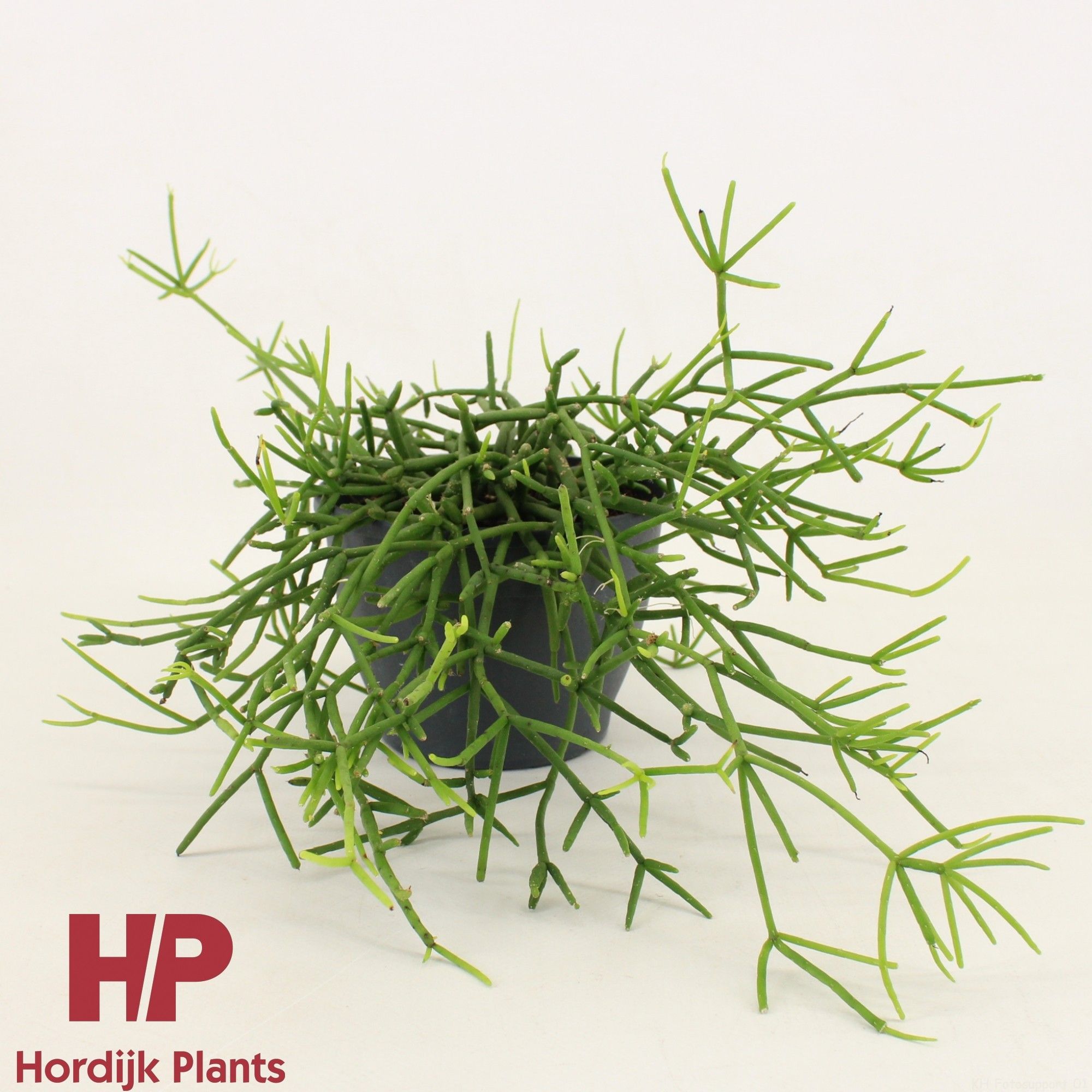 Rhipsalis heteroclada 12cm, D 12