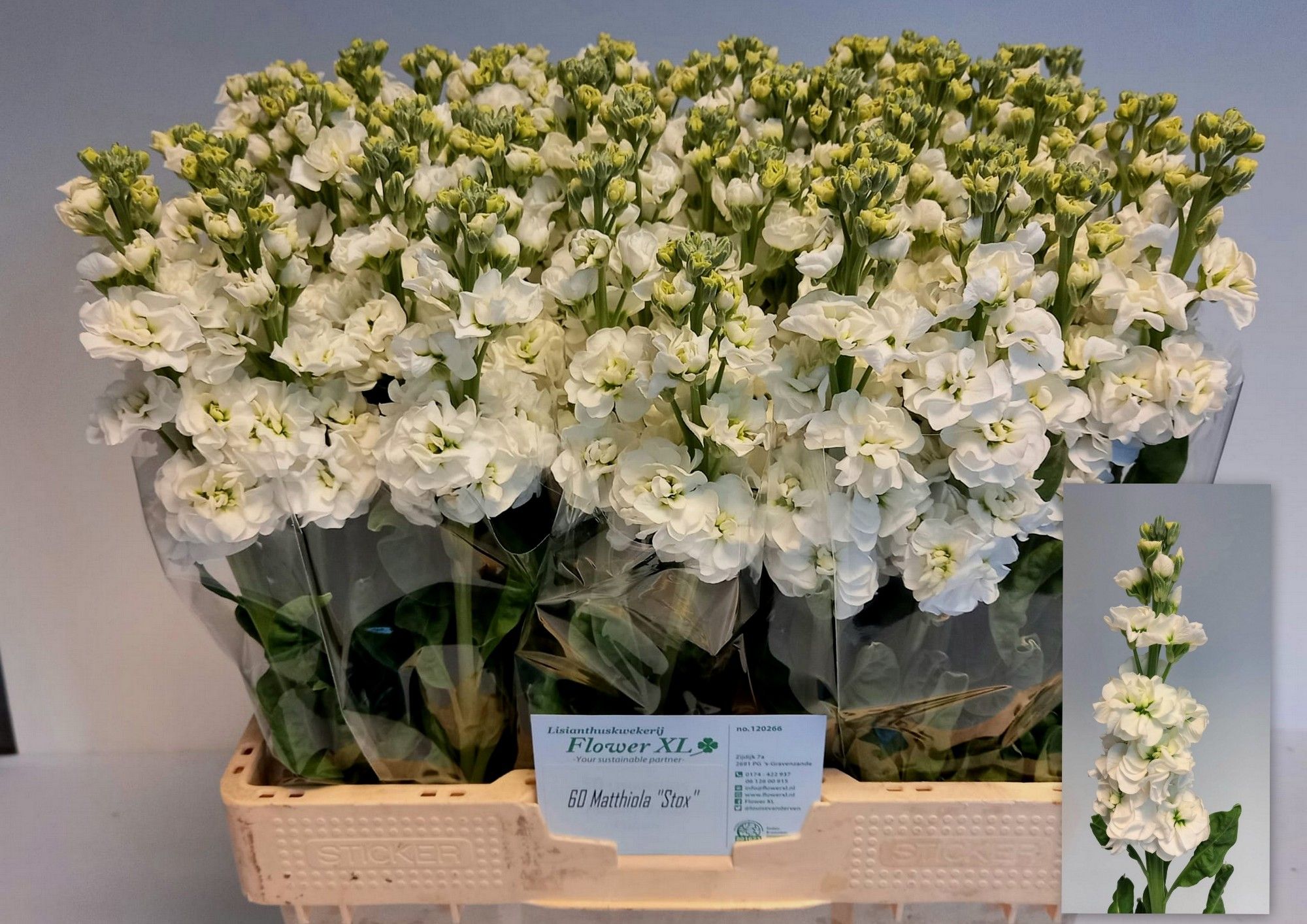 Маттиола од. Стокс Вайт 60, шт.