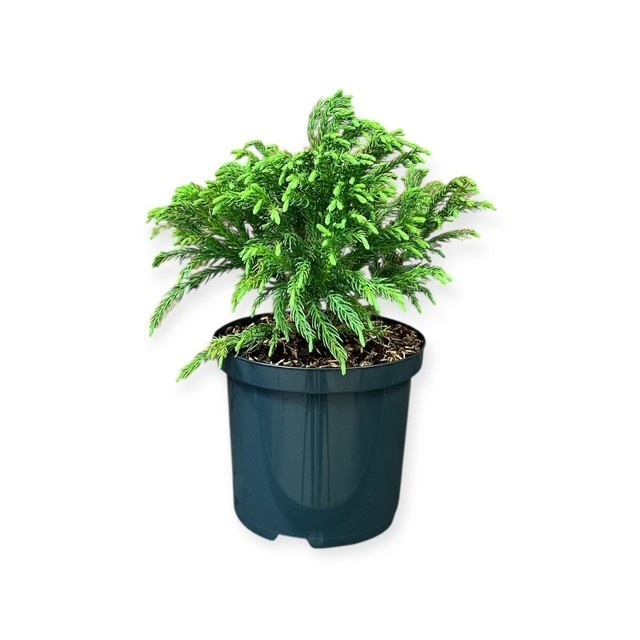 Cryptomeria j. 'Globosa Nana', D 18