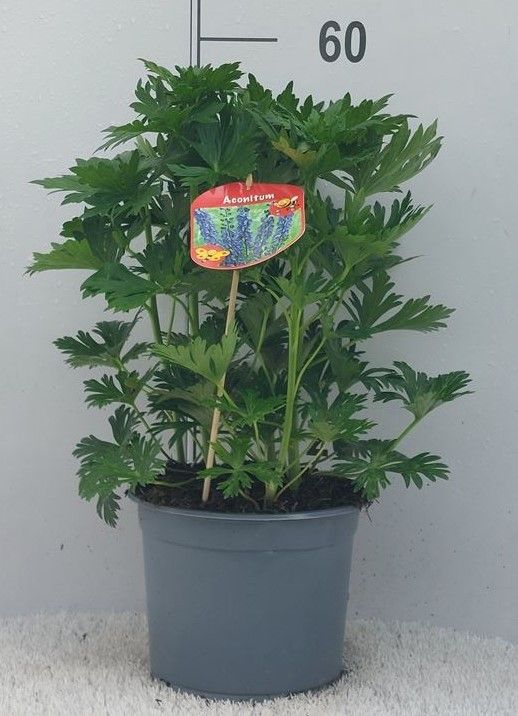 Aconitum cammarum, D 23