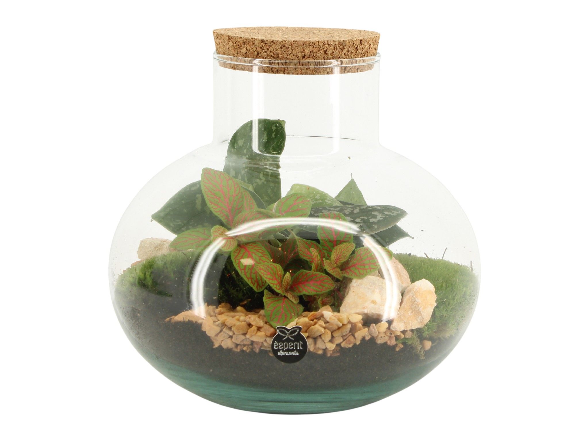 90705: Terrarium arrangement, D 23