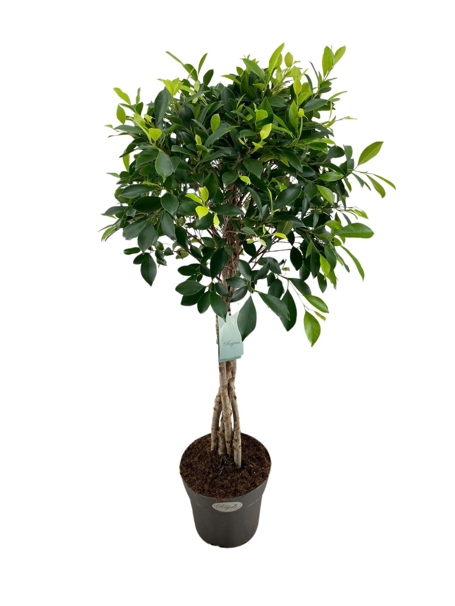 Ficus Microcarpa Nitida gevlochten stam p24, D 24