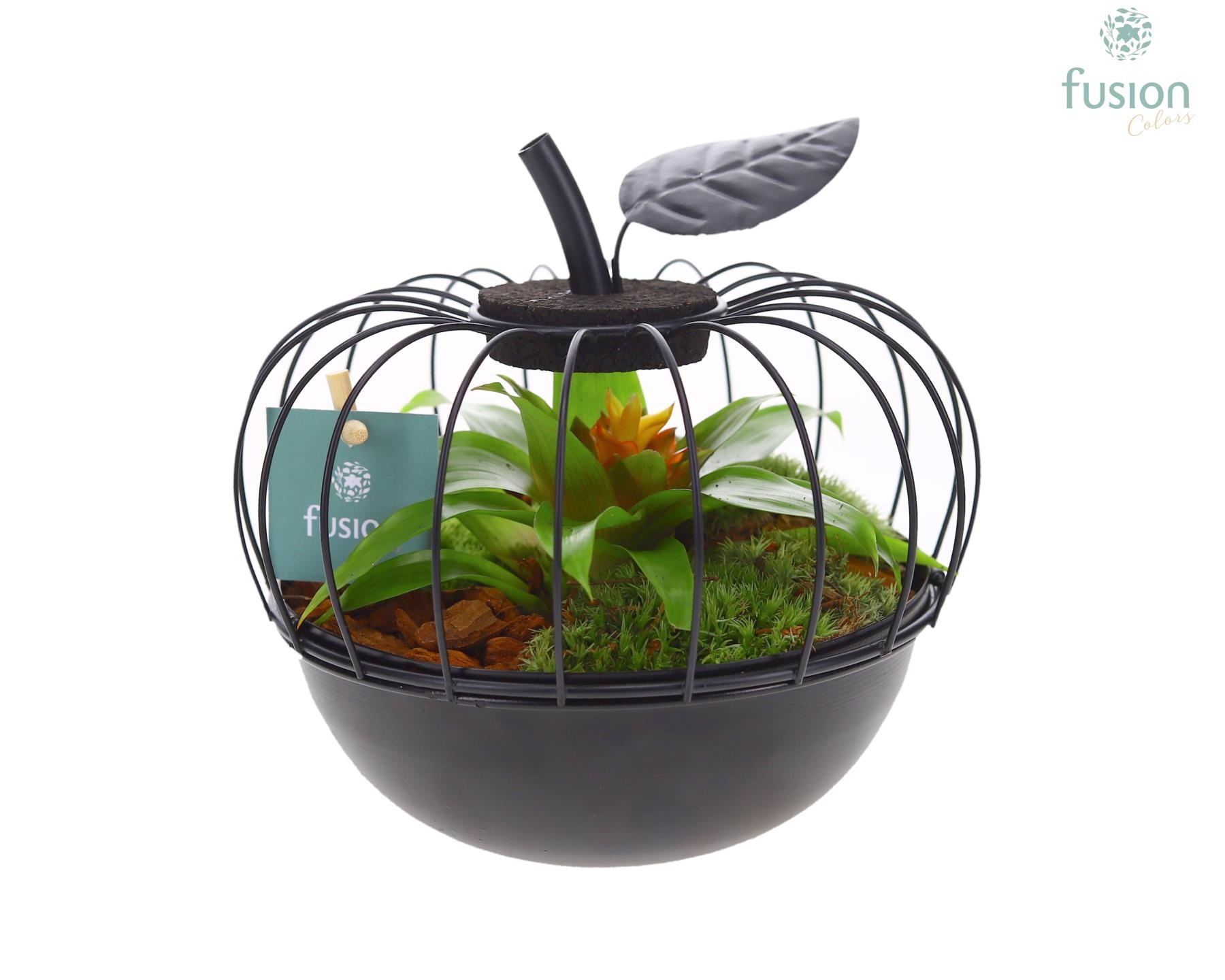 Metaal appel zwart Small met Bromelia, D 17