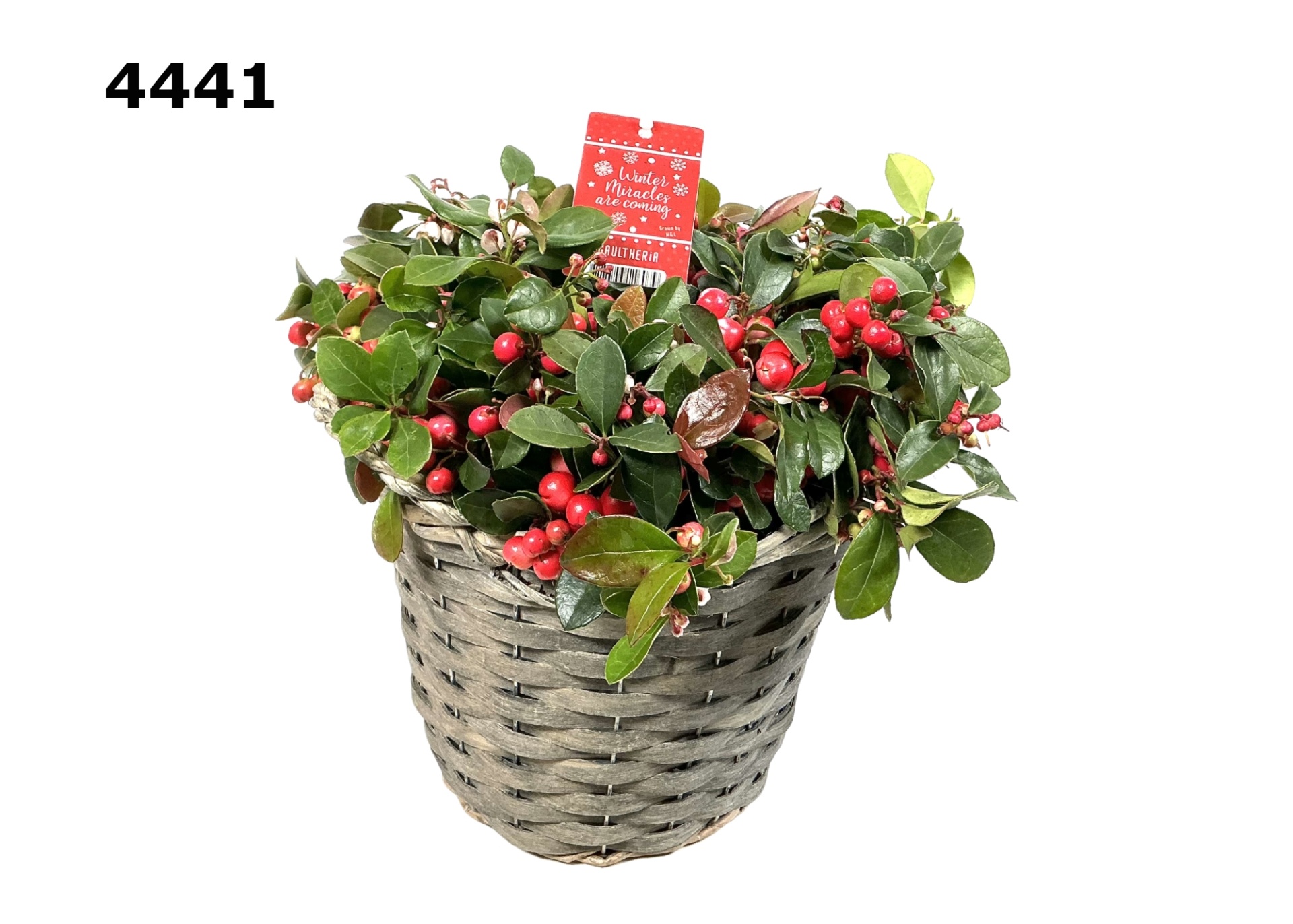 Gaultheria potmand M, D 22 cm Gaultheria potmand M, D 22 cm
