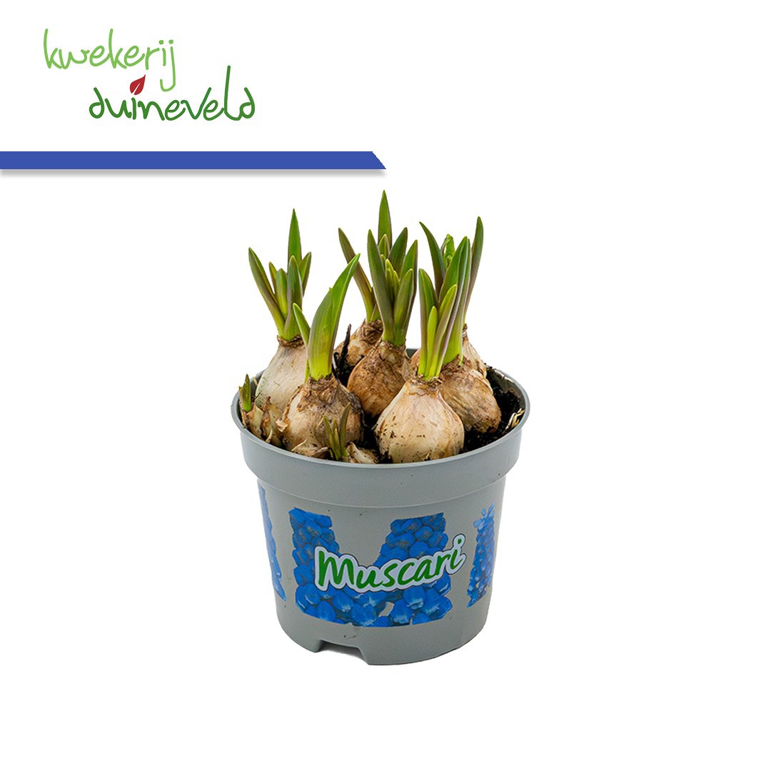 Muscari Blue Magic P9, D 9