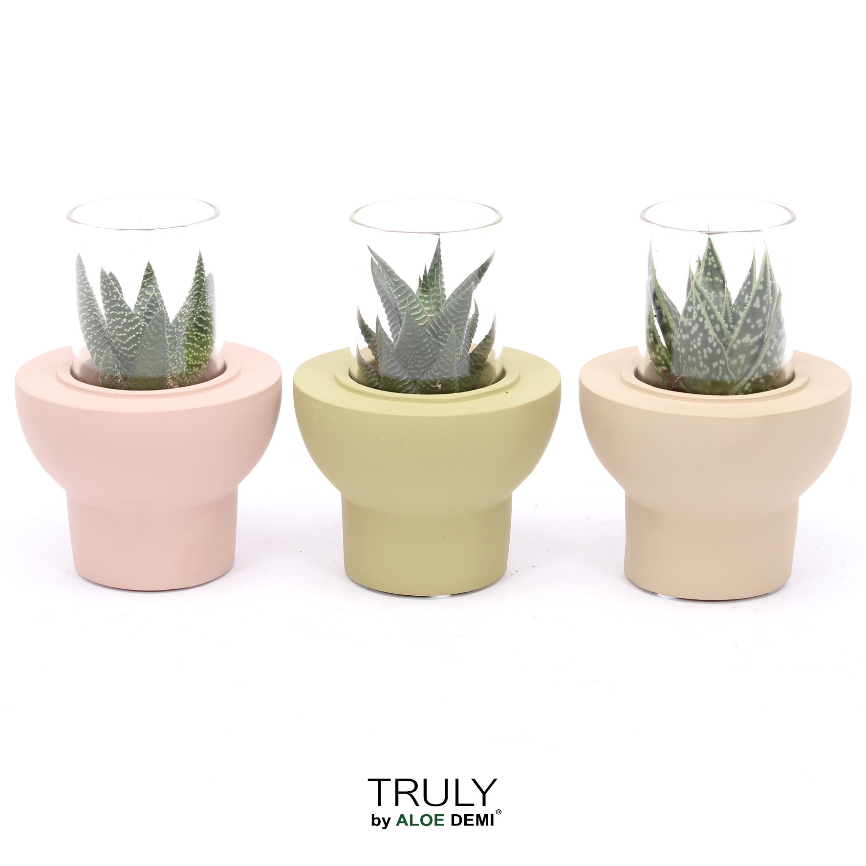 TRULY Haworthia Gasteria, Beaver, D 10