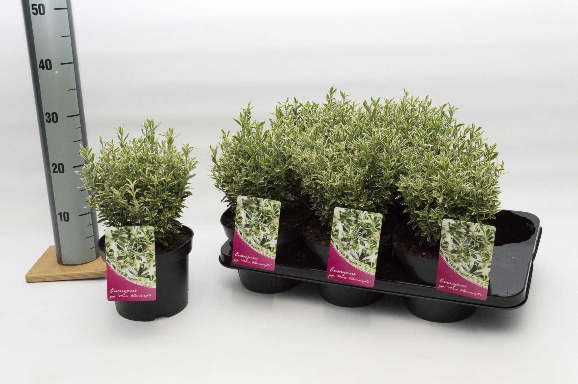 Euonymus jap. Micro Albovariegatus, D 17