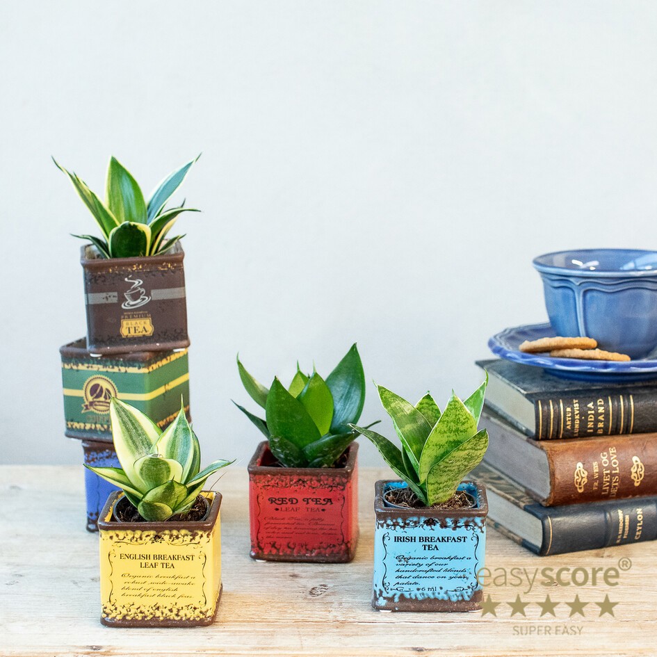 SANSEVIERIA MIX 30620102 Tea Time, D 7 cm