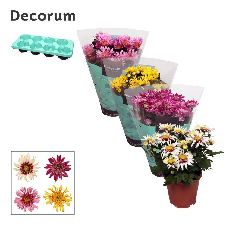 Chrysanne® Anemona Mix full CC, D 13 cm Chrysanne® Anemona Mix full CC, D 13 cm