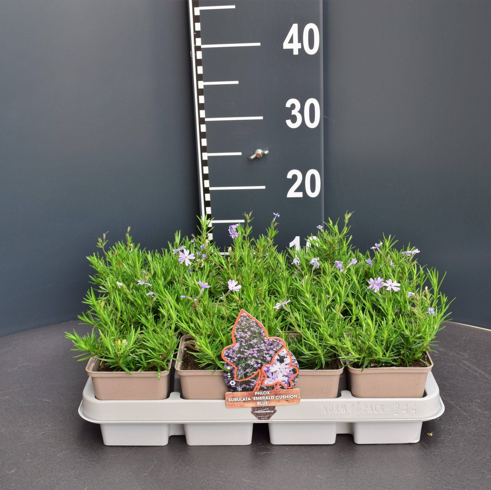 Phlox (S) 'Emerald Cushion Blue', D 9 cm