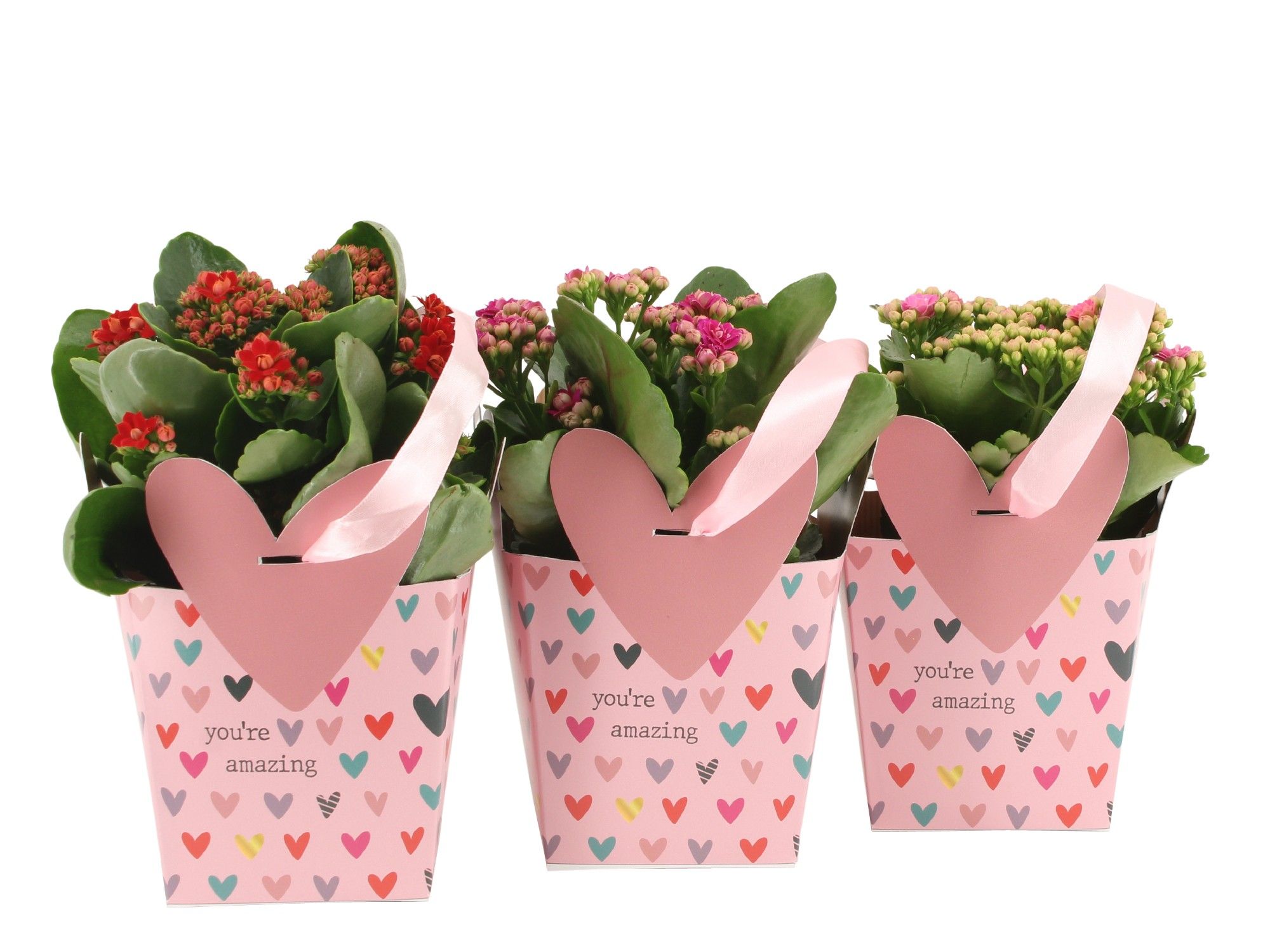 2501122: Solutionss Love, D 10,5