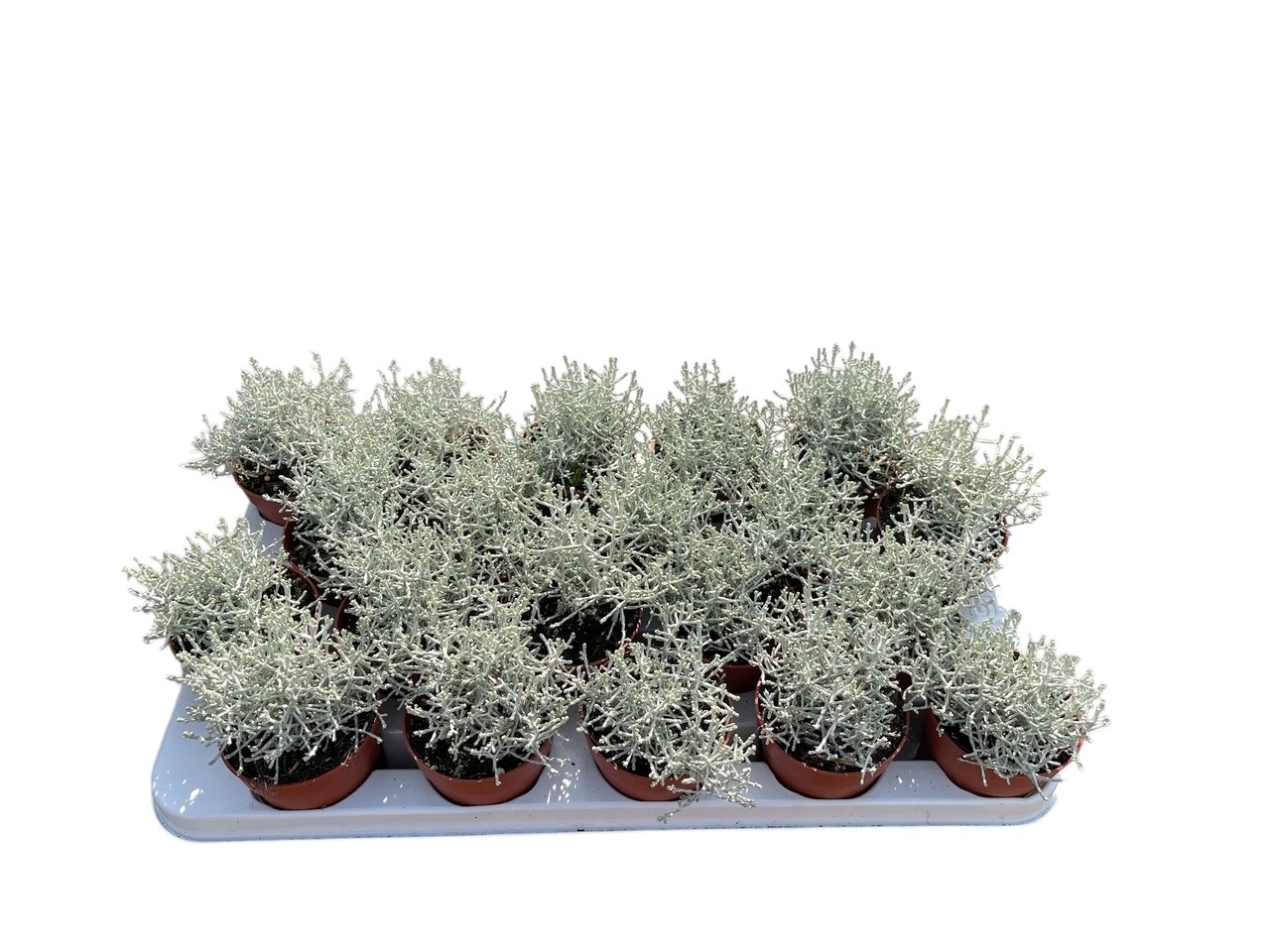 Calocephalus brownii, D 9