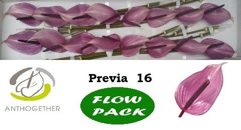 Антуриум Превиа x16, шт. Антуриум Превиа x16, шт.