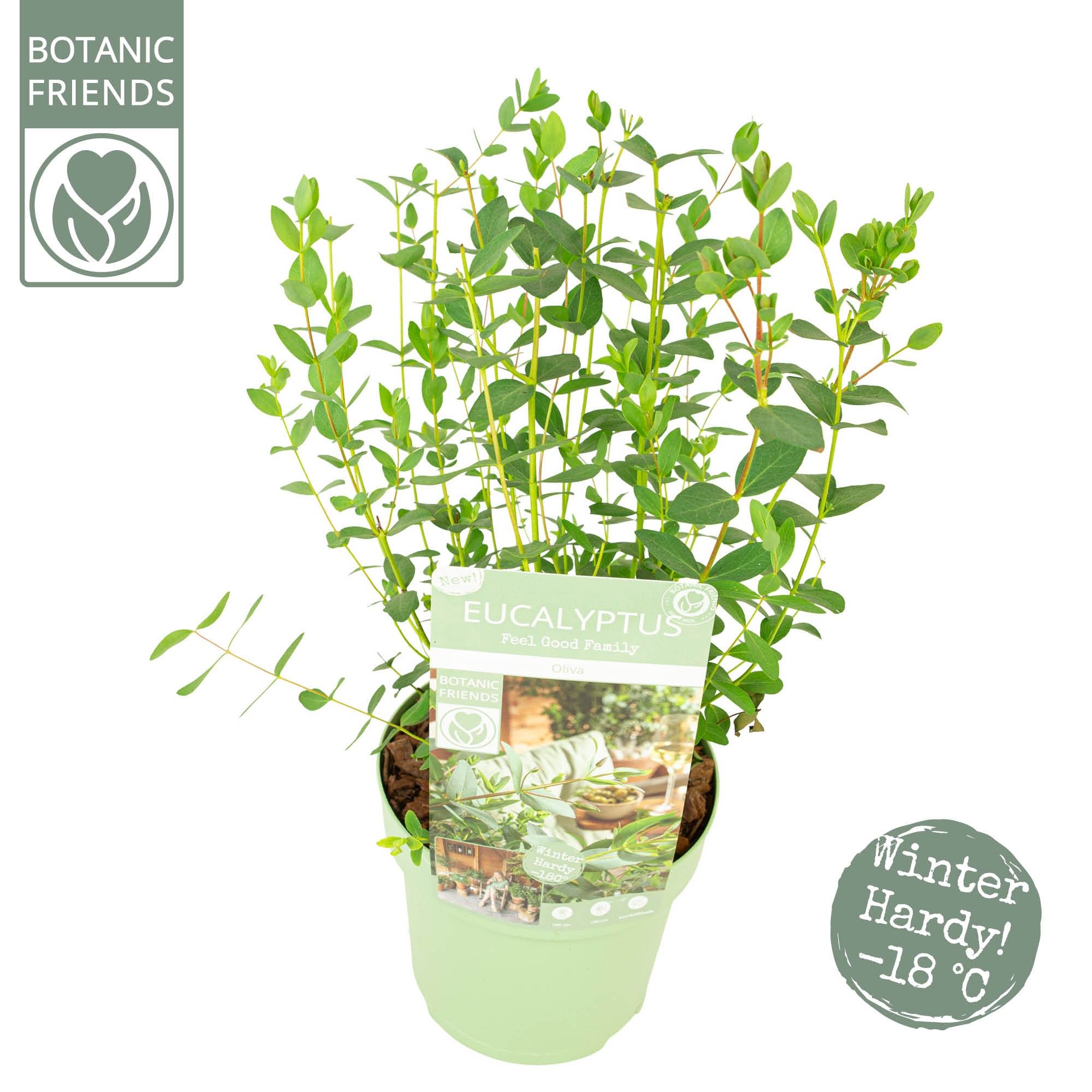 Eucalyptus parvifolia 'Oliva', D 15