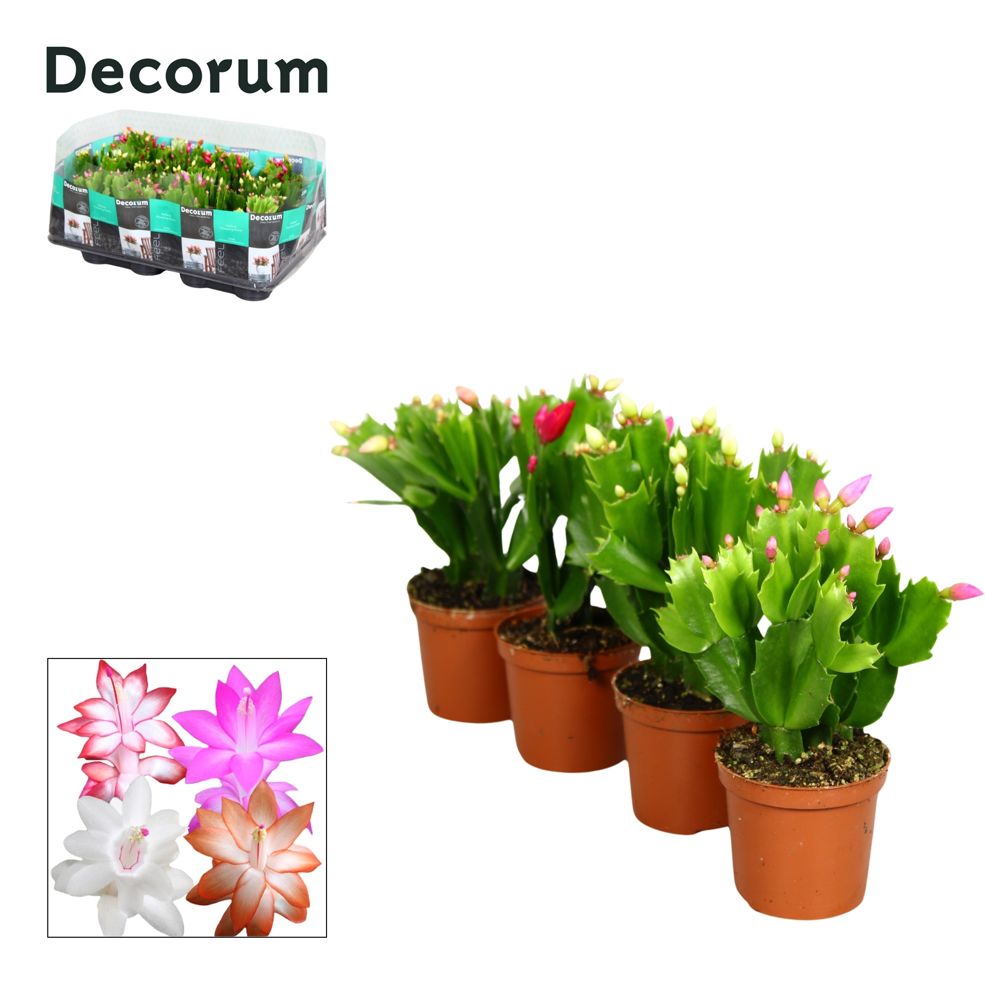 Schlumbergera - 7 cm - mix - Decorum, D 7